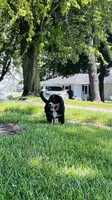Charles, a male Bernese Mountain Dog for sale in Goshen, IN – 5 of 10