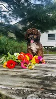 Max, a male Cavalier King Charles Spaniel and Poodle - Miniature  for sale in Goshen, IN – 6 of 10