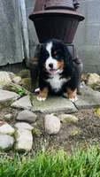 Baron, a male Bernese Mountain Dog for sale in Goshen, IN – 9 of 10