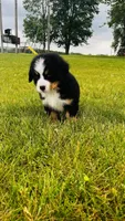 Everett, a male Bernese Mountain Dog for sale in Goshen, IN – 7 of 10