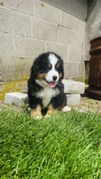 Alp, a male Bernese Mountain Dog for sale in Goshen, IN – 4 of 10