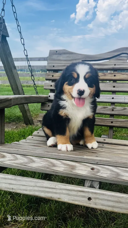 Heidi – Bernese Mountain Dog puppy for sale in Goshen, IN