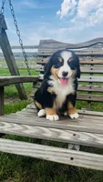 Heidi, a male Bernese Mountain Dog for sale in Goshen, IN – 1 of 10