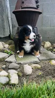 Baron, a male Bernese Mountain Dog for sale in Goshen, IN – 8 of 10