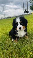 Everett, a male Bernese Mountain Dog for sale in Goshen, IN – 8 of 10