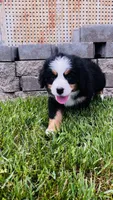 Remington, a male Bernese Mountain Dog for sale in Goshen, IN – 8 of 10