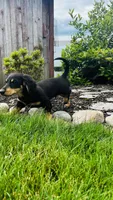 Jasher, a male Miniature Dachshund for sale in Goshen, IN – 5 of 7
