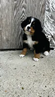 Vivienne, a female Bernese Mountain Dog for sale in Goshen, IN – 4 of 10