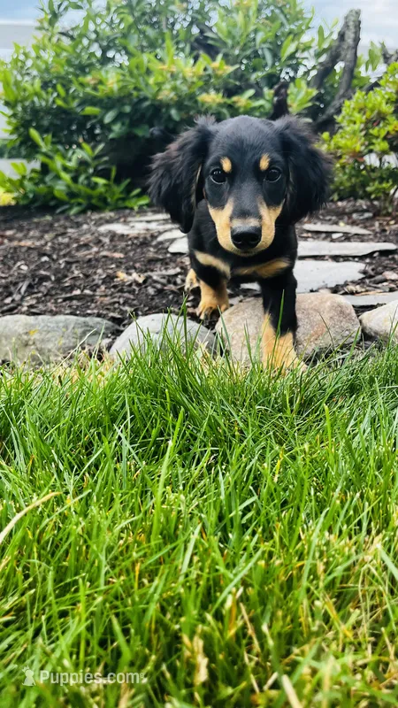 Zeke – Miniature Dachshund puppy for sale in Goshen, IN