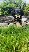 Zeke, a male Miniature Dachshund for sale in Goshen, IN – 1 of 10