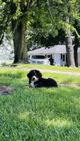 Charles, a male Bernese Mountain Dog for sale in Goshen, IN – 2 of 10