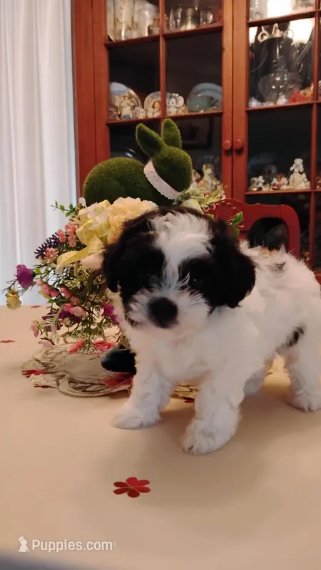 Zoro – Shichon puppy for sale in Bloomington, IN