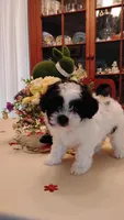 Zoro, a male Shichon for sale in Bloomington, IN – Photo 1 of 8