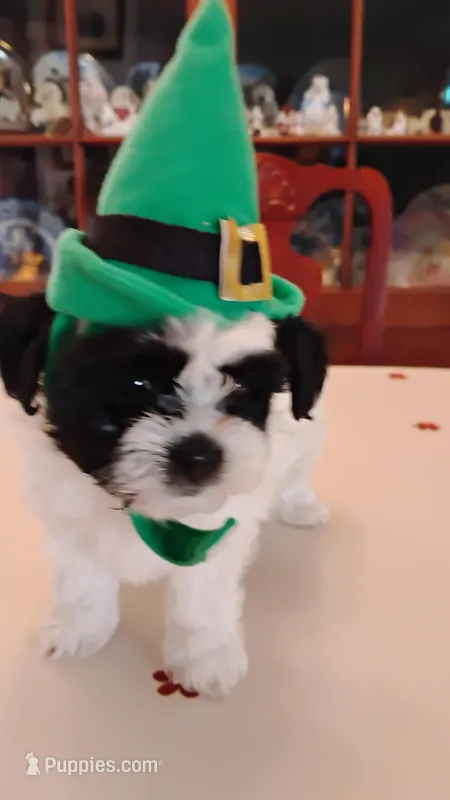 Zoro – Shichon puppy for sale in Bloomington, IN