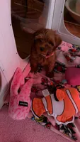 D.W., a female Shihpoo and Poodle - Toy  for sale in Hephzibah, GA – 2 of 5