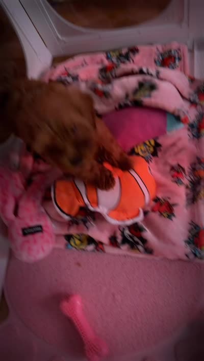 D.W., a female Shihpoo and Poodle - Toy  for sale in Hephzibah, GA – 4 of 5