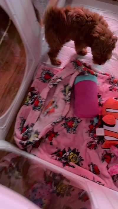 D.W., a female Shihpoo and Poodle - Toy  for sale in Hephzibah, GA – 3 of 5