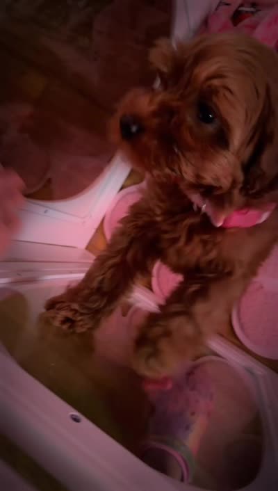 D.W., a female Shihpoo and Poodle - Toy  for sale in Hephzibah, GA – 5 of 5