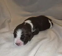 BENNIE, a male English Springer Spaniel for sale in Hudsonville, MI – 3 of 3