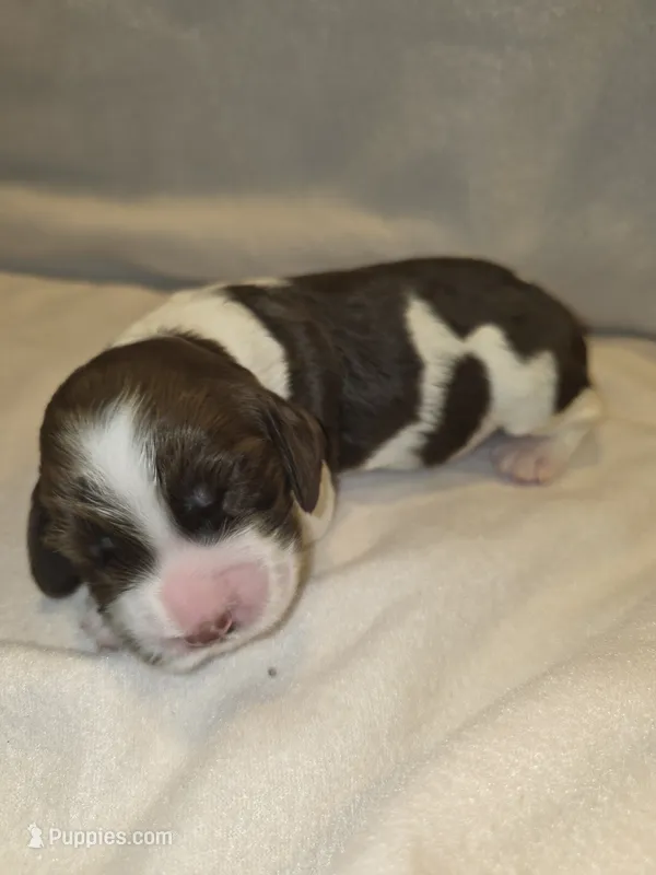 KOLBIE – English Springer Spaniel puppy for sale in Hudsonville, MI