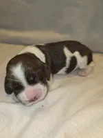 KOLBIE, a male English Springer Spaniel for sale in Hudsonville, MI – 1 of 3