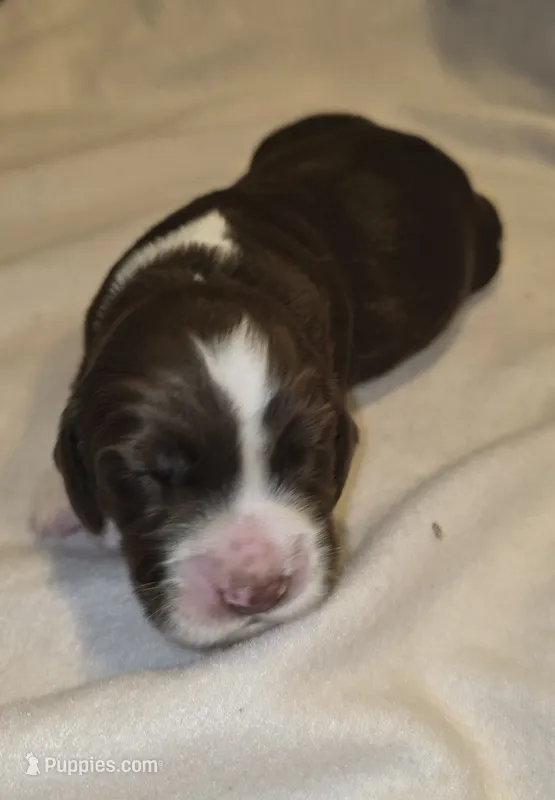 JOEY – English Springer Spaniel puppy for sale in Hudsonville, MI