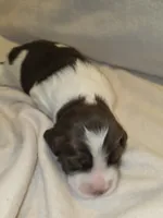 Mollie, a female English Springer Spaniel for sale in Hudsonville, MI – 3 of 4