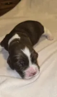 JOEY, a male English Springer Spaniel for sale in Hudsonville, MI – 4 of 4