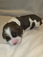 KOLBIE, a male English Springer Spaniel for sale in Hudsonville, MI – 2 of 3