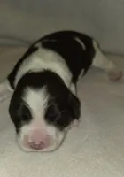 MACIE, a female English Springer Spaniel for sale in Hudsonville, MI – 2 of 4