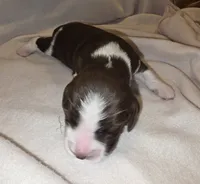BENNIE, a male English Springer Spaniel for sale in Hudsonville, MI – 2 of 3