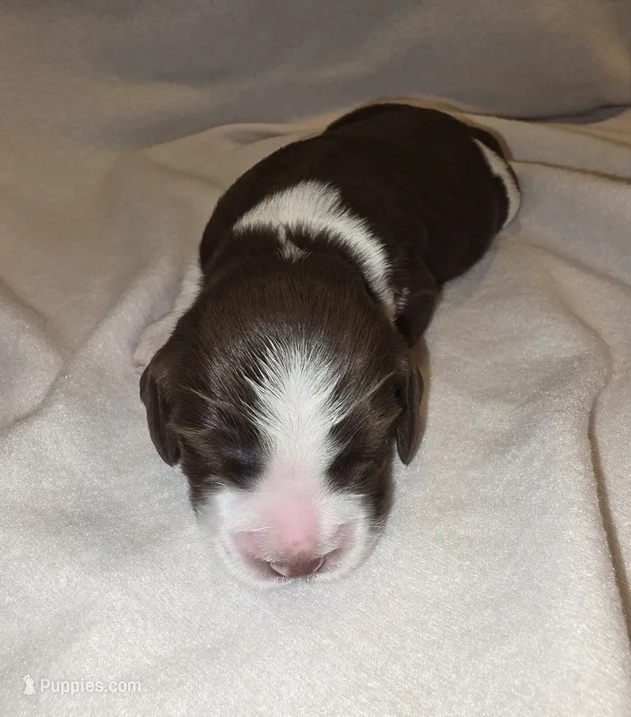 BENNIE – English Springer Spaniel puppy for sale in Hudsonville, MI