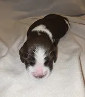 BENNIE, a male English Springer Spaniel for sale in Hudsonville, MI – 1 of 3