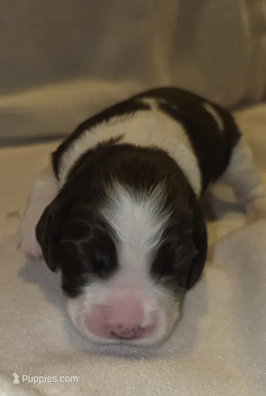 MACIE – English Springer Spaniel puppy for sale in Hudsonville, MI