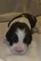 MACIE, a female English Springer Spaniel for sale in Hudsonville, MI – 1 of 4