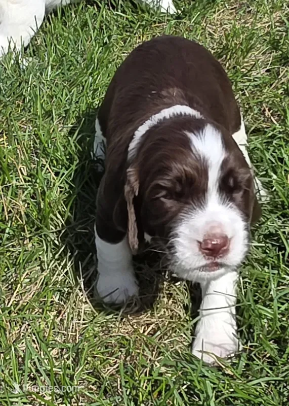 BENNIE – English Springer Spaniel puppy for sale in Hudsonville, MI