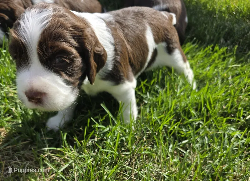 KOLBIE – English Springer Spaniel puppy for sale in Hudsonville, MI