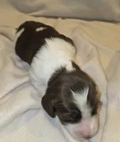 Mollie, a female English Springer Spaniel for sale in Hudsonville, MI – 2 of 4