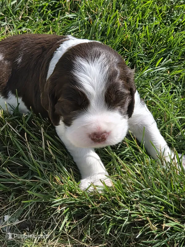 MACIE – English Springer Spaniel puppy for sale in Hudsonville, MI