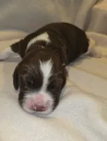 JOEY, a male English Springer Spaniel for sale in Hudsonville, MI – 2 of 4