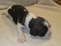 MACIE, a female English Springer Spaniel for sale in Hudsonville, MI – 4 of 4