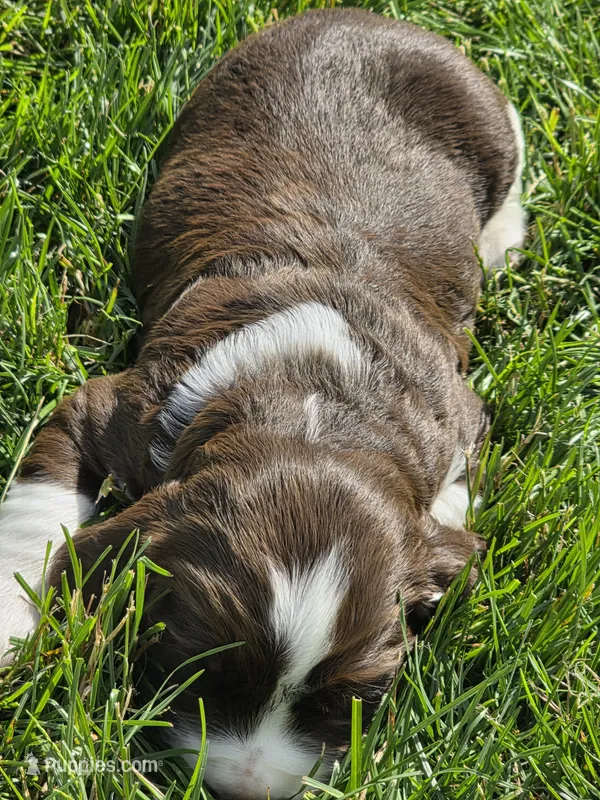 JOEY – English Springer Spaniel puppy for sale in Hudsonville, MI