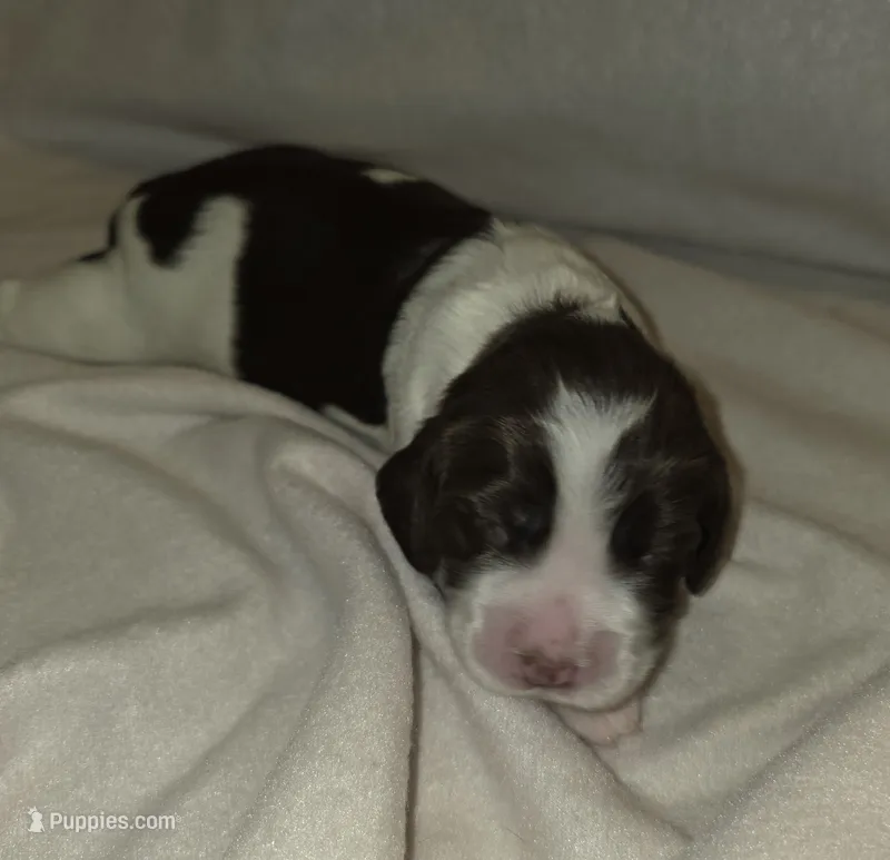 Mollie – English Springer Spaniel puppy for sale in Hudsonville, MI