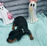 Cute Male !  🩵 , a male Miniature Dachshund for sale in Live Oak, FL – 2 of 6