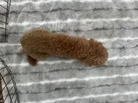 Beautiful Red Female (Petite Face and Build), a female Poodle - Toy  for sale in Live Oak, FL – 3 of 8