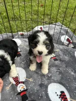 Toy/Mini Aussiedoodle !, a female Miniature Aussiedoodle for sale in Live Oak, FL – 4 of 4