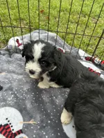 Toy/Mini Aussiedoodle, a male Miniature Aussiedoodle for sale in Live Oak, FL – 3 of 6