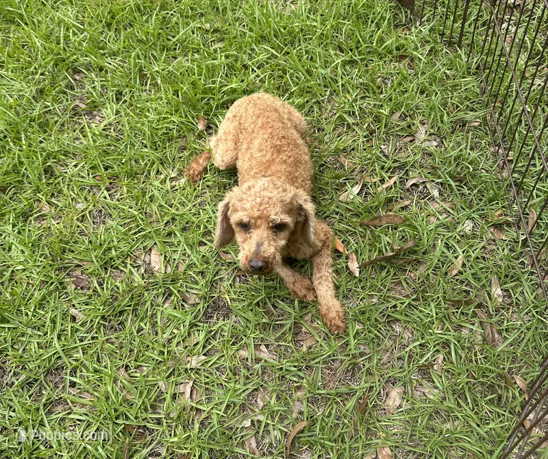 Light Red Male Mini Poodle  – Poodle - Toy  puppy for sale in Live Oak, FL