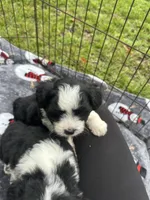 toy/mini aussiedoodle !, a female Poodle - Toy  and Miniature Australian Shepherd for sale in Live Oak, FL – 2 of 9