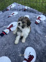 Adorable Small Girl ! 🩷 , a female Maltipoo for sale in Live Oak, FL – 3 of 8